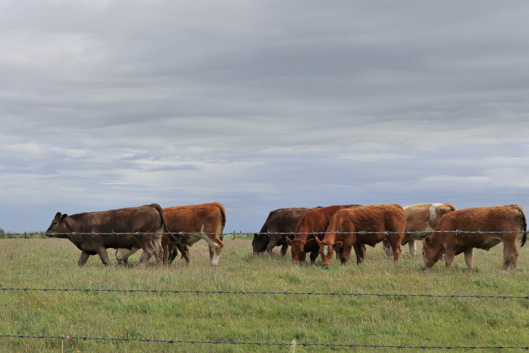 Cattle.png
